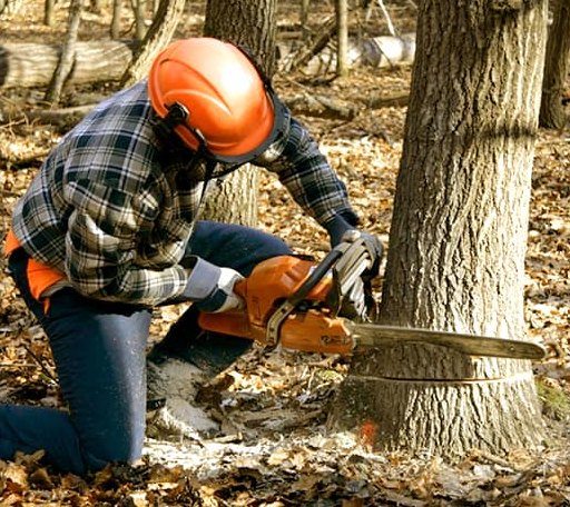 Tree Removal in Orient, IL